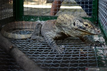 Kasus perdagangan komodo libatkan sindikat internasional