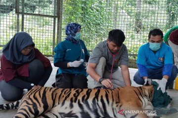Harimau Sumatera yang luka karena terjerat mulai pulih