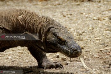 6 komodo yang berhasil diamankan akan dilepasliarkan di Pulau Ontoloe