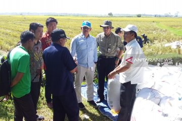 Kementerian Pertanian pantau panen dan harga gabah di Jember