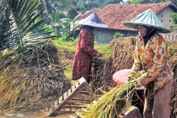 BPS: harga Gabah Kering Panen Maret 2019 turun agak tajam