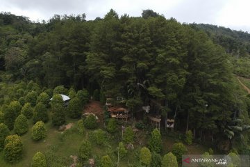 Hamparan pohon pinus jadi daya tarik wisata Dulamayo Gorontalo