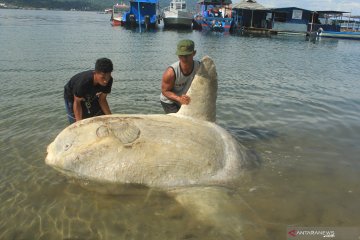 Ikan Mola-mola terdampar di Teluk Ambon