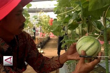 Semarang yang kini giat kembangkan urban farming