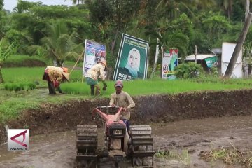 Turun temurun, suku Osing menyongsong pesta demokrasi