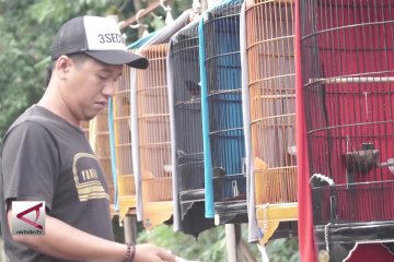 Sekolah burung beromzet Rp 20 juta