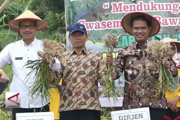 Temanggung panen raya bawang putih