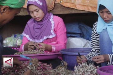 Di tengah kebangkitan tanam bawang putih Sembalun