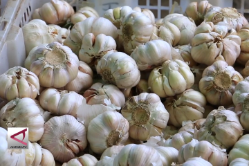 Tidak impor bawang putih demi petani bawang Sembalun