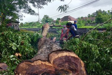 LSM laporkan pembalakan liar puluhan pohon sonokeling di Tulungagung