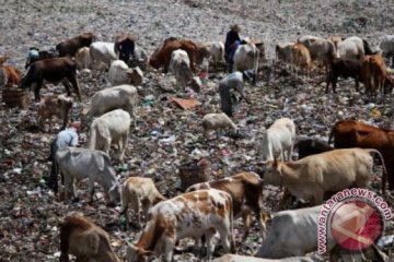 Urai persoalan sampah, talut TPTS Piyungan-Yogykarta akan ditinggikan