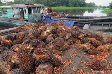 Harga CPO di Jambi turun tipis, menjadi Rp6.180