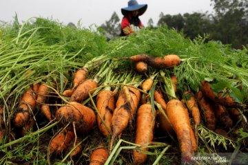 Kementan sebut produksi sayuran segar berlimpah dan dapat diekspor