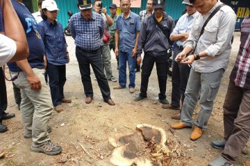 Kadishut Jatim sebut ada maling di kasus hilangnya belasan sonokeling