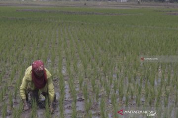 Tingkatkan produktivitas, Pemkab Malang kembangkan padi hibrida