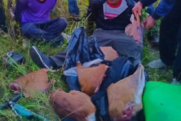 Pemburu rusa ditangkap di Taman Nasional Way Kambas Lampung