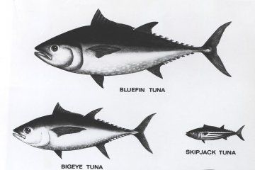 Pemerintah-pengusaha perlu sinergi benahi data tuna