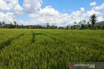 Urgensi tanah sehat untuk meningkatkan produktivitas