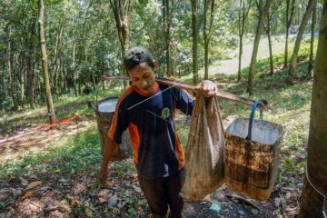 Produksi getah karet