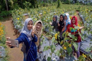 Wisata taman bunga celosia