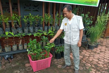 Bantuan alat pertanian menumpuk di Dinas Pertanian Wondama