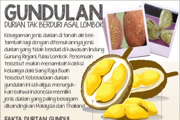 Gundulan Durian tak Berduri Asal Lombok