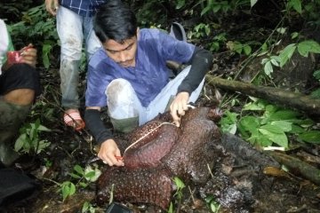 Bunga rafflesia mekar sempurna di Agam