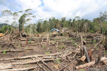 Aksi protes dengan cara buka lahan di Nagan Raya