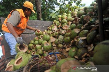LIMBAH KELAPA MUDA
