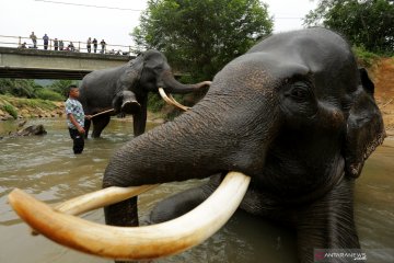 Perawatan gajah jinak