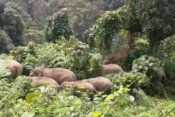 Pemasangan kalung GPS pada gajah liar di Lampung Barat tertunda