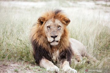 Hewan penghuni Taman Nasional Kruger di Afrika Selatan