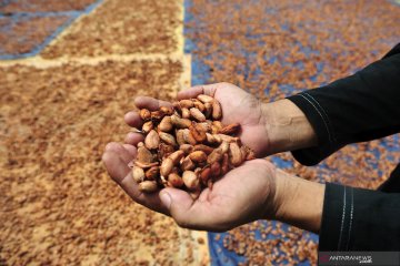 Daerah produsen terbesar kakao ini tak lagi ekspor, ini penyebabnya