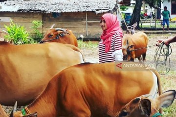 Keinginan "Kartini" Gorontalo Utara meningkatkan sektor peternakan