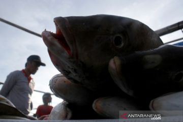 Harga ikan naik