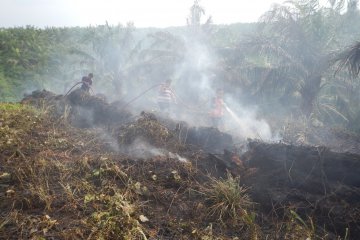 Lahan kelapa sawit PTPN I di Langsa terbakar