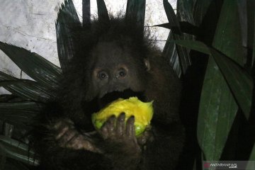 Anak orangutan Sumatra diserahkan warga ke BKSDA di Aceh