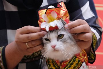 Lomba kucing berbusana pengantin nusantara