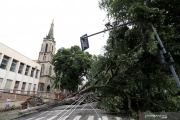 Pohon tumbang akibat hujan lebat di Rio de Janeiro