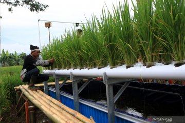 Sistem pertanian higroganik gabungkan padi dan kolam ikan