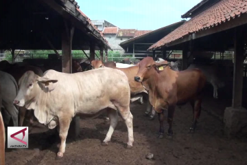 Jelang Ramadhan, Dispangtan Kota Bandung potong 330 sapi setiap hari