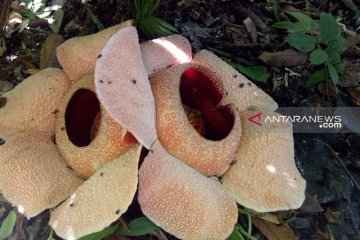 Dua Rafflesia sp mekar di kawasan hutan Kaur Bengkulu