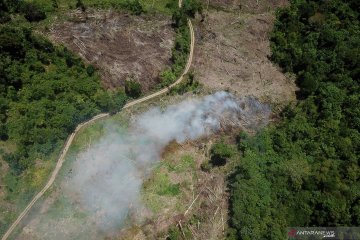 Laju deforestasi turun menjadi 440.000 hektare per tahun