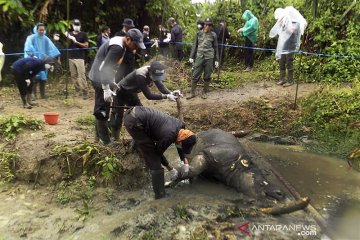 BTNUK Pandeglang belum pastikan kematian Badak Jawa