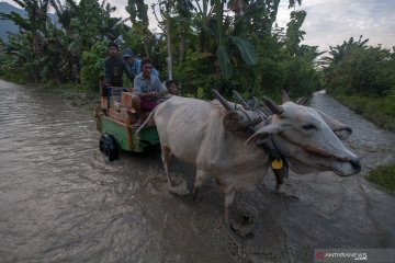 Jalur Palu-Kulawi kembali putus total