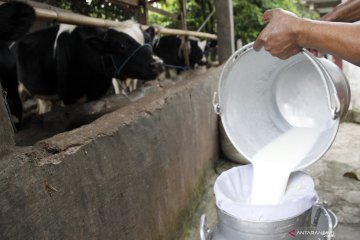 Produksi susu sapi nasional