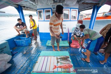 TNC himpun data bantu KKP buat aturan tangkap kakap dan kerapu