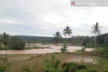 Sawah terdampak banjir di Rejang Lebong Bengkulu mencapai 90 hektare
