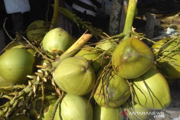 Warga Aceh Barat minati kelapa muda sebagai menu berbuka