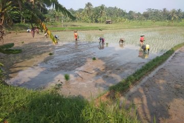 Petani Lebak percepat penanaman padi